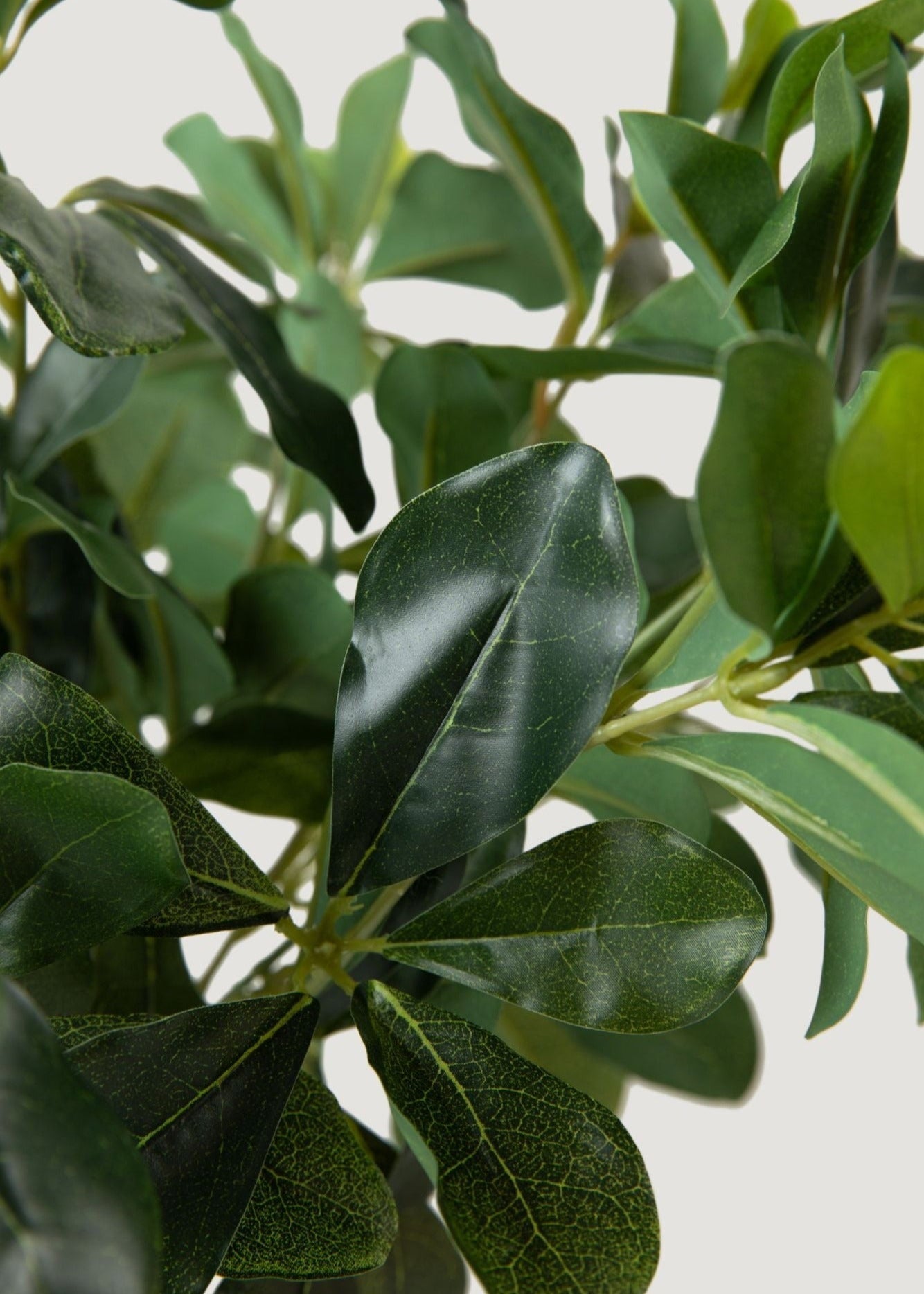 SAVE - Natural Touch Artificial Wax Privet Leaf Plant - 15"