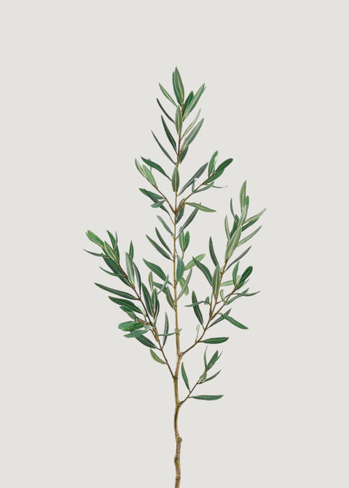 Artificial Olive Leaf Branch - 36"
