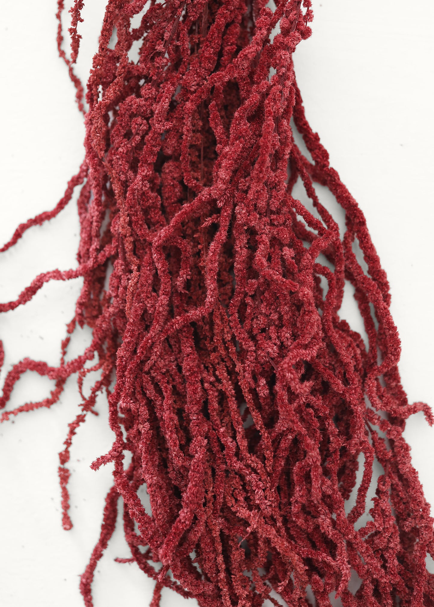 Burgundy Preserved Hanging Amaranthus - 32-40"