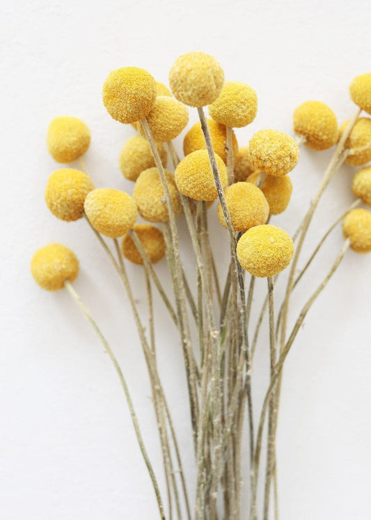 Bundle of 25 Dried Craspedia Billy Buttons - 18-26"